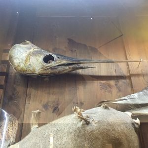Swordfish head
