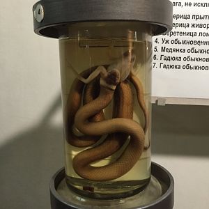 Grass snake wet specimen