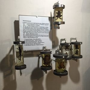 Amphibians of Ryazan region