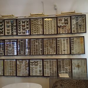 Insect collection