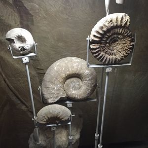 Ammonites
