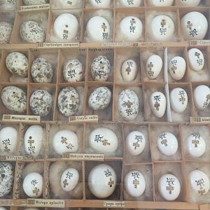 Egg collection