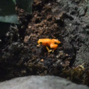 - WEST MIDLAND SAFARI PARK 12 07 2017