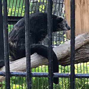 Binturong