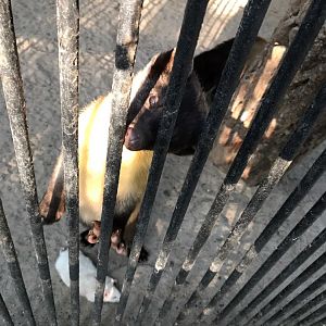 Yellow-throated marten