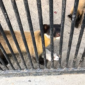 Yellow-throated marten