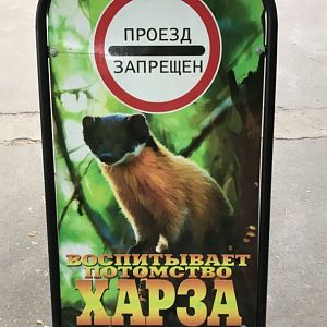 No entry! Yellow-throated marten is rearing babies