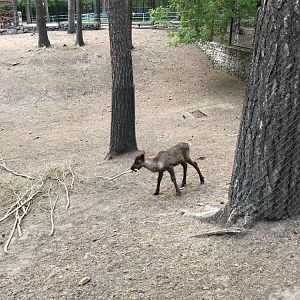 Reindeer calf