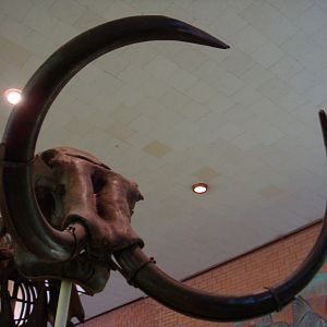 Trofimov's mammoth