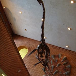 Wellesisaurus sudzuki skeleton (cast)