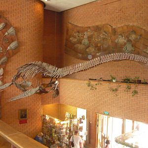 Wellesisaurus sudzuki skeleton (cast)