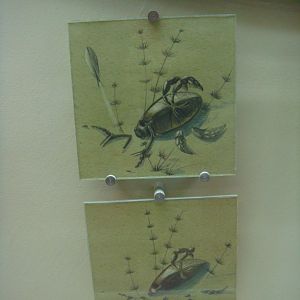 Dead Coptoclava beetle