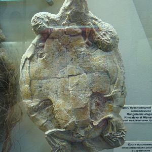 Mongolemys elegans