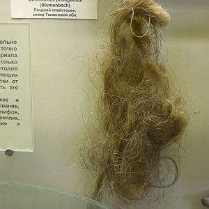 Woolly mammoth hairs