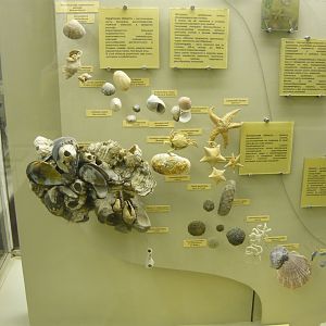 Modern benthic invertebrates