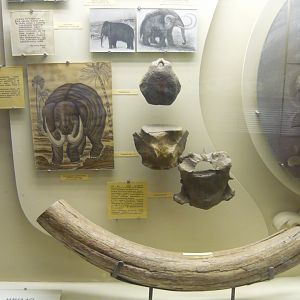 Mammoth and whale fossils