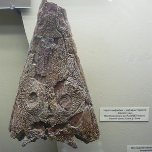 Bentosuchus sushkini skull