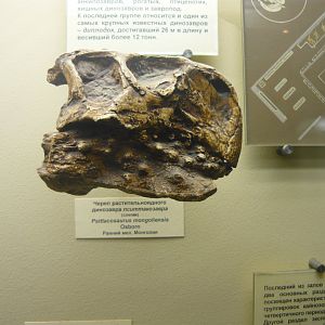 Psittacosaurus mongoliensis skull (cast)