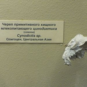 Cynodictis sp. skull (cast)
