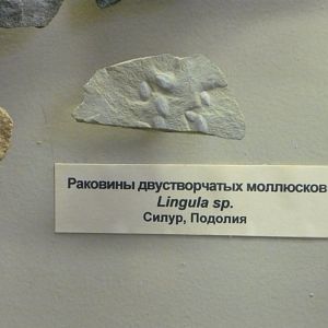 Lingula sp.