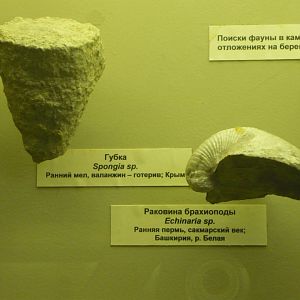 Spongia sp. and Echinaria sp.