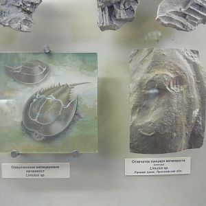 Horseshoe crabs (Limulus sp.) fossils and picture