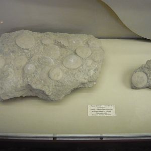 Miocene sand dollars