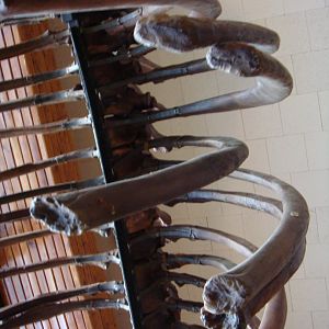 Indricothere ribcage