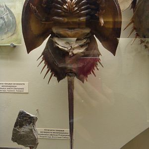 Horseshoe crab