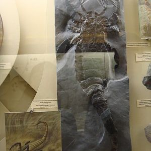 Myxopterus kiaeri (cast)