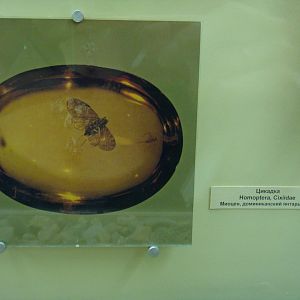 Miocene leafhopper in amber (photo)