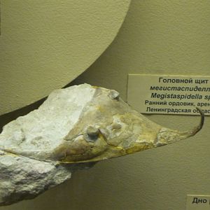 Megistaspidella sp.