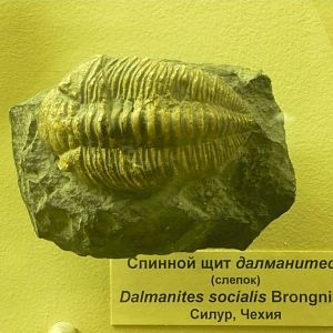 Dalmanites socialis (cast)