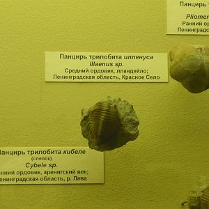 Cybele sp. (cast) and Illaenus sp.