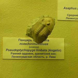 Pseudoptychopyge limbata (cast)