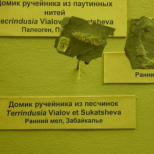 Terrindusia larval case (fossil caddisfly)