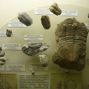 Trilobites