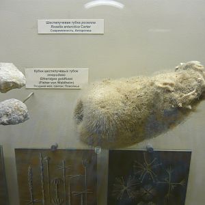 Rosella antarctica (modern sponge) and Etheridgea goldfussi (Cretaceous sponge)
