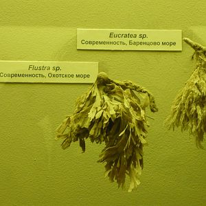 Eucratea sp. and Flustra sp. (modern bryozoans)