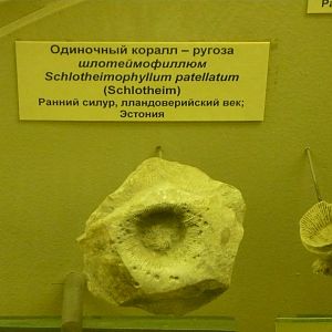 Schlotheimophyllum patellatum