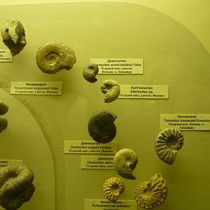 Ammonites