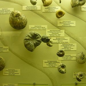 Ammonites