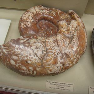 Rhacophyllites neojurensis