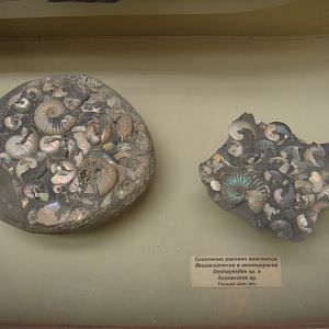 Deshayesites sp. and Aconoceras sp.