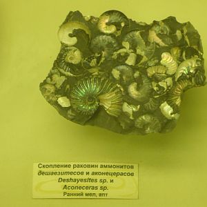 Deshayesites sp. and Aconoceras sp.