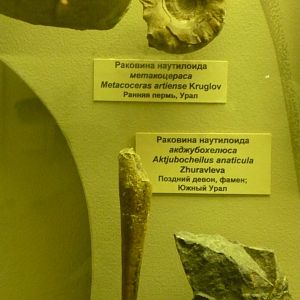 Metacoceras artiense and Aktjubocheilus anaticula