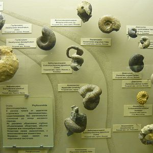 Ammonites