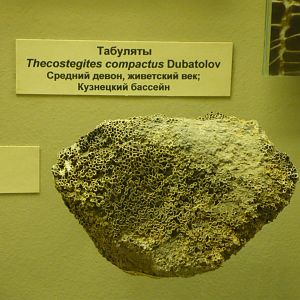 Thecostegites compactus