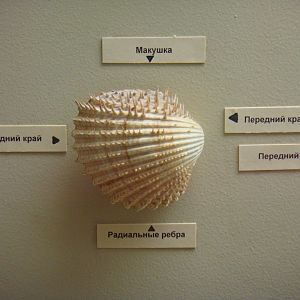 Bivalve shell morphology