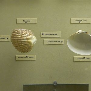 Bivalve shell morphology